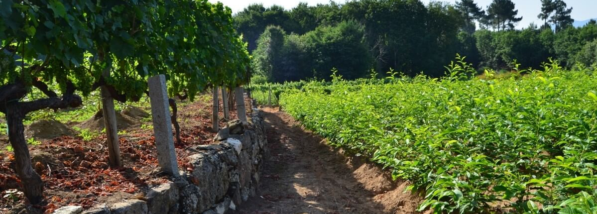 campos madre de clones hibridos