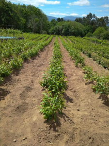 campos madre de clones hibridos