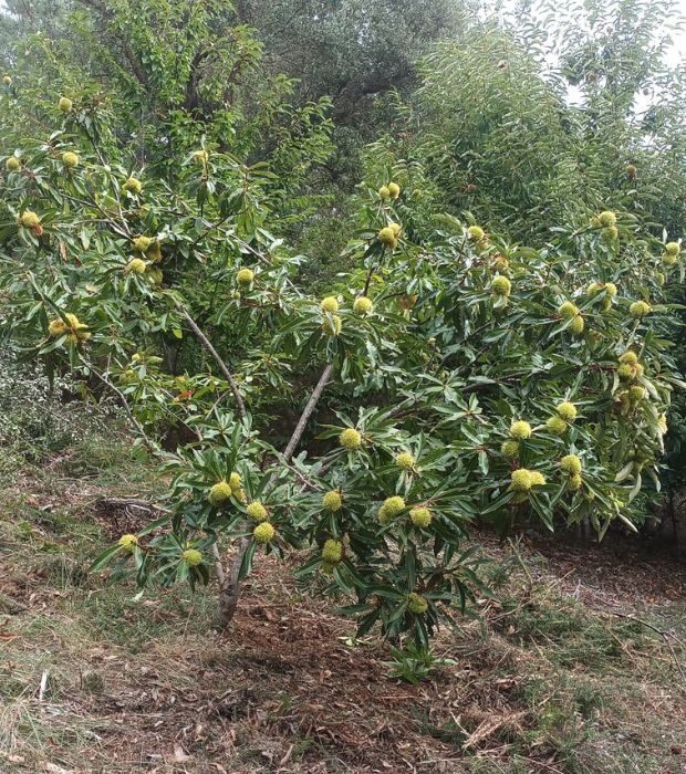 Castaños híbridos