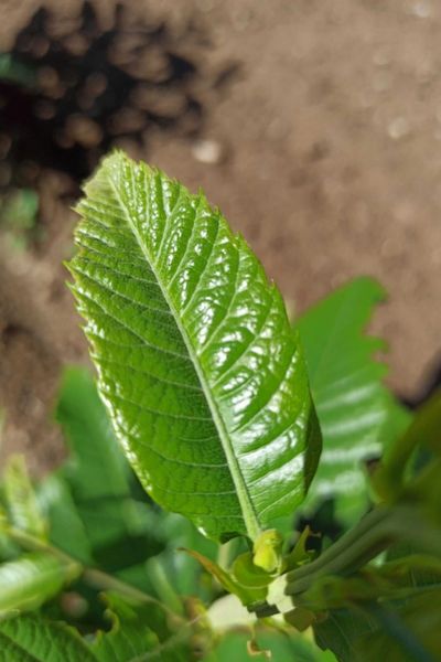 Clon 90025 Castaños híbridos (2)