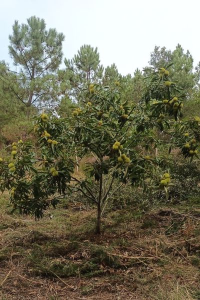 Clon 90044 Castaños híbridos (4)