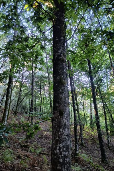 Clon 90044 Castaños híbridos (5)