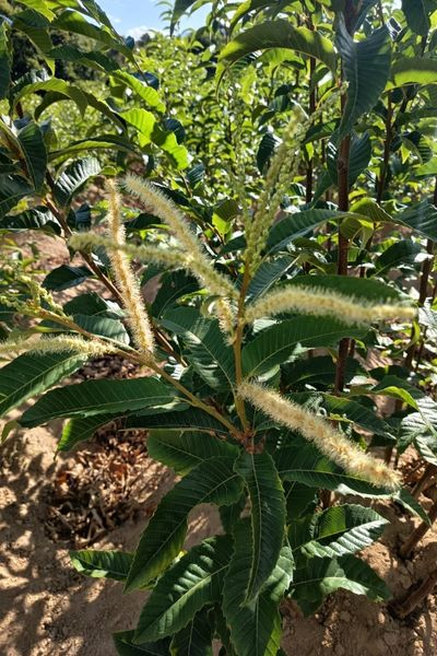 Clon 90044 Castaños híbridos (6)