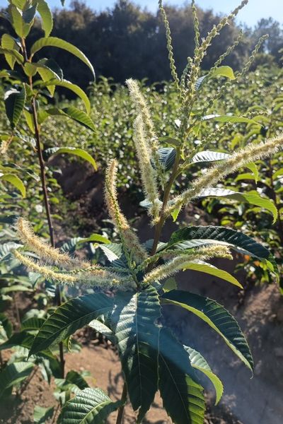 Clon 90044 Castaños híbridos (7)