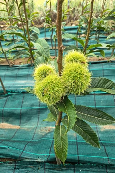 Clon 90044 Castaños híbridos (8)