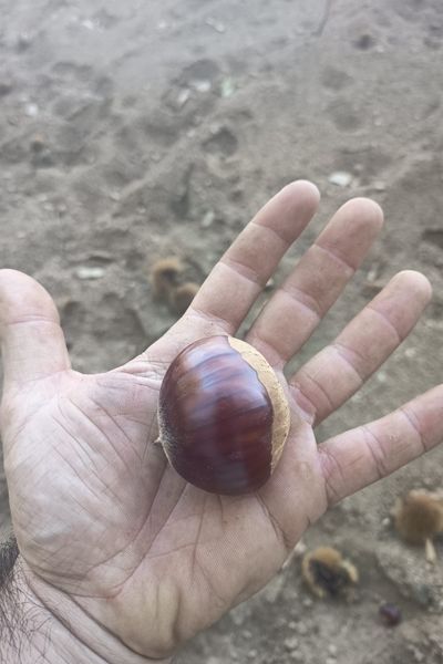 Clon 90044 Castaños híbridos (9)