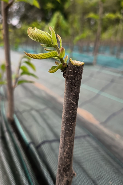 Castaño injertado Bouche de Bétizac - Planta de Clon 7521 Vi